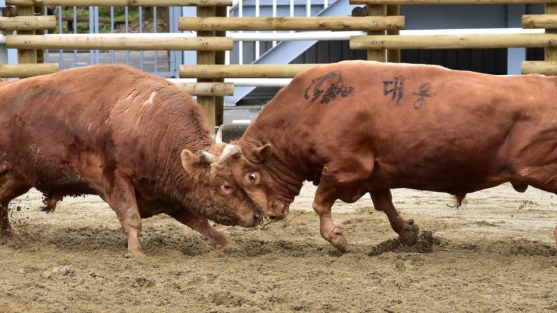 진주 본토백이가 들려주는 진주사투리